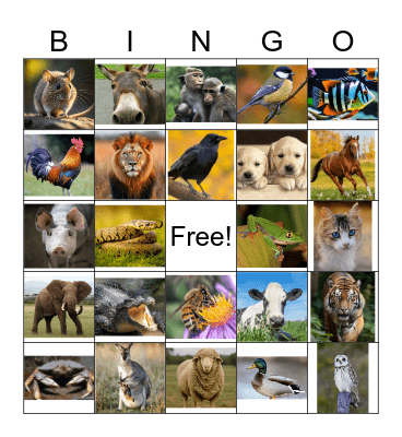 Animal Bingo Card