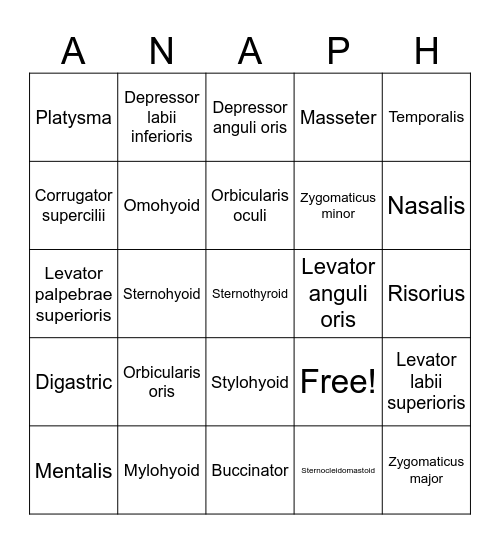 Muscles of the Head and Neck Bingo Card