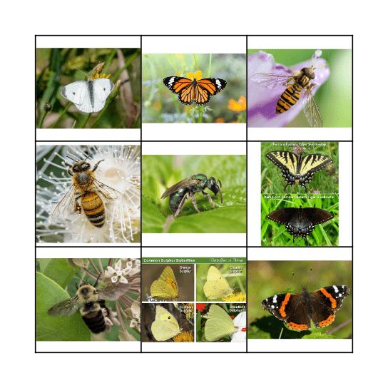 Pollinator Data! Bingo Card
