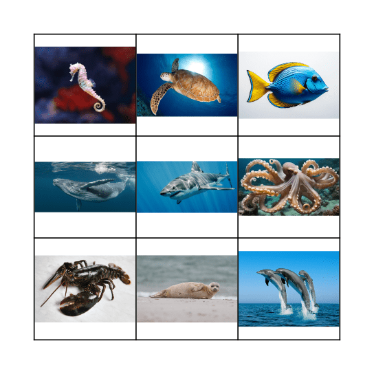 Zeedieren Bingo Card