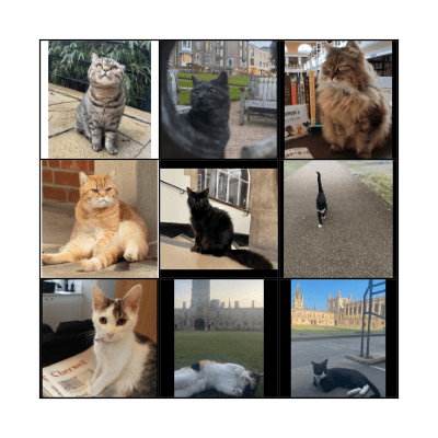 College Cats Bingo Card