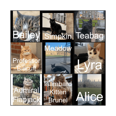 College Cats Bingo Card