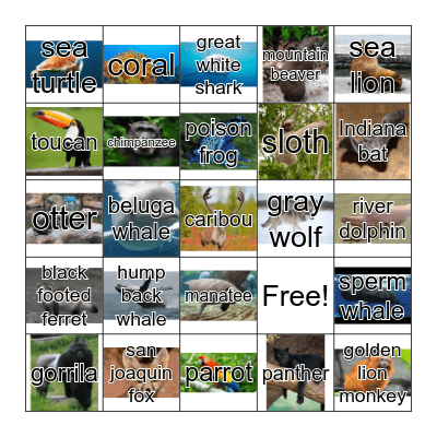 Endangered Animals Bingo Card