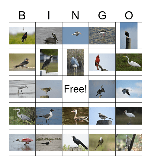 Galveston Bird Bingo Card