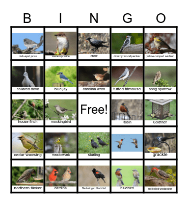 Oklahoma Birds Bingo Card
