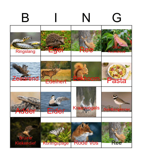 Bingo voor Noord oland Bingo Card