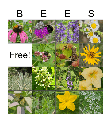 7/8/26 POLLINATORS & FLOWERS Bingo Card