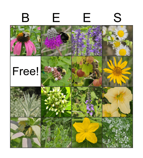 7/8/26 POLLINATORS & FLOWERS Bingo Card