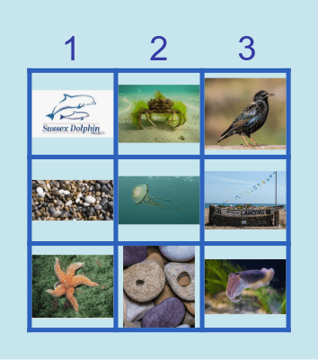 Sussex Bay Bingo Card