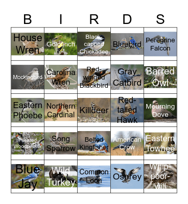 Bird Sound Bingo Card