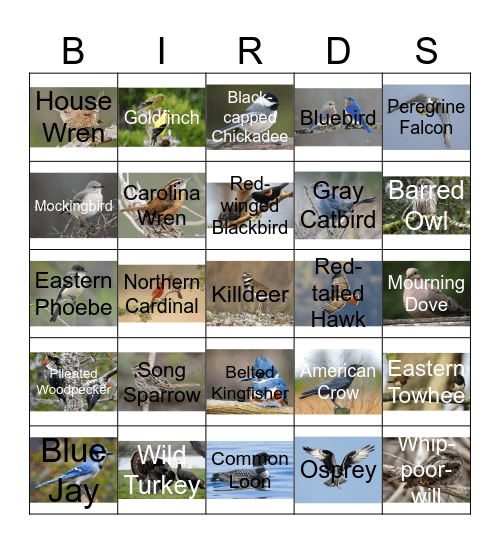 Bird Sound Bingo Card