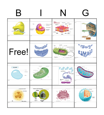 CELL Bingo Card