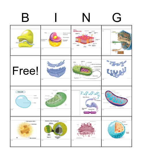 CELL Bingo Card