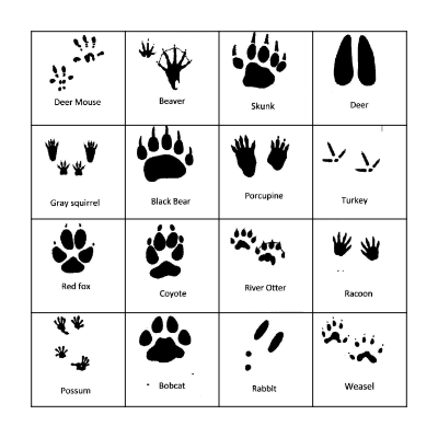 Animal Tracks Bingo Card
