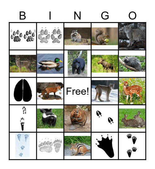 Animals & Tracks Bingo Card