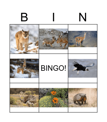 Flora y fauna de la Patagonia Bingo Card