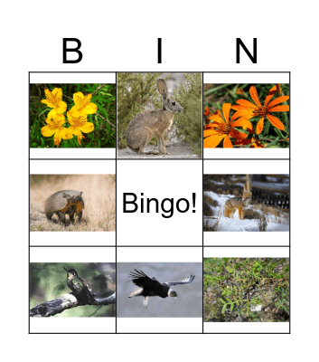 Animales de la Patagonia Bingo Card