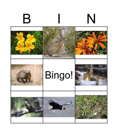 Animales de la Patagonia Bingo Card