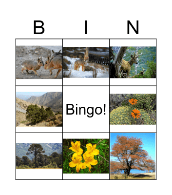 Flora y fauna de la Patagonia Bingo Card
