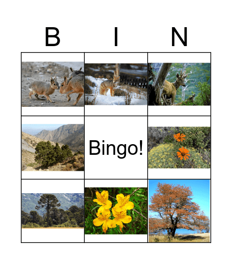 Flora y fauna de la Patagonia Bingo Card