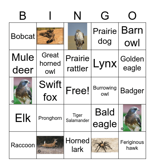 Prairie Bingo Card
