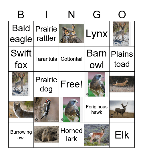 Prairie Bingo Card