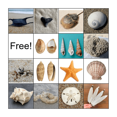 BEACHCOMBER BINGO Card