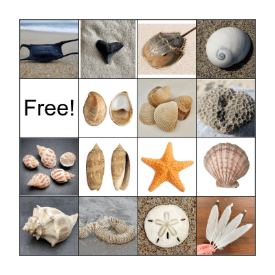 BEACHCOMBER BINGO Card