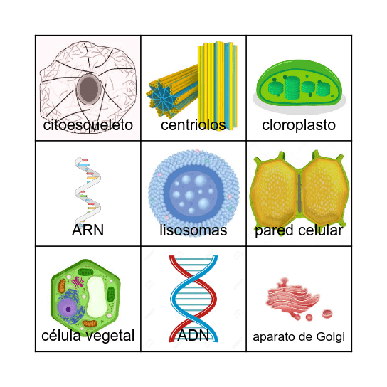 Lotería de organelos Bingo Card