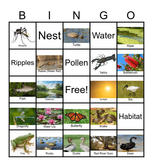 Wetlands Bingo Card