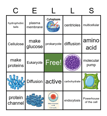 ESL Cell Structure Bingo Card