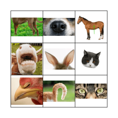 Animal Body Parts Bingo Card