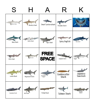 SHARK BINGO Card