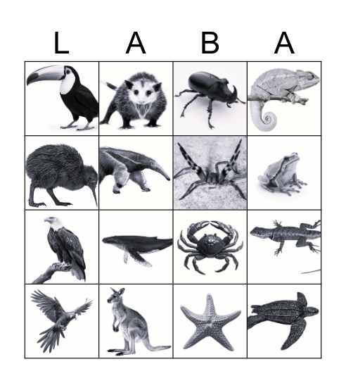 Bingo Animal da LABA!! Bingo Card