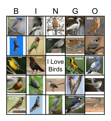 Bird Bingo Card