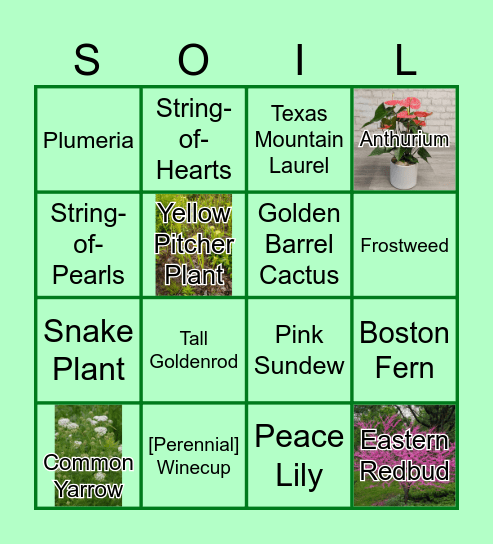 HPM Plant Bingo Card