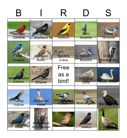 Bird Bingo - MSTP Retreat 2026 Bingo Card