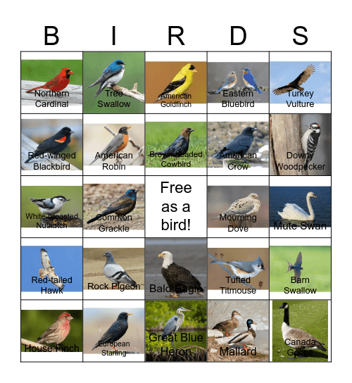 Bird Bingo - MSTP Retreat 2026 Bingo Card