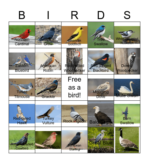 Bird Bingo - MSTP Retreat 2026 Bingo Card