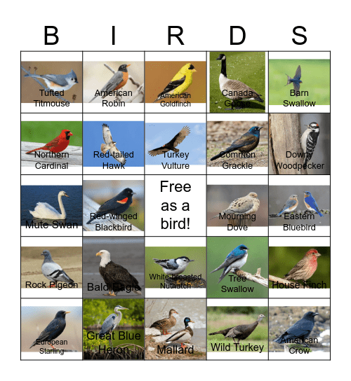 Bird Bingo - MSTP Retreat 2026 Bingo Card