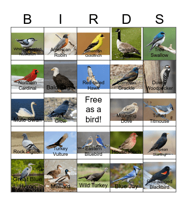 Bird Bingo - MSTP Retreat 2026 Bingo Card