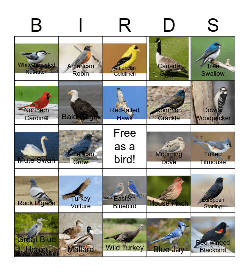 Bird Bingo - MSTP Retreat 2026 Bingo Card