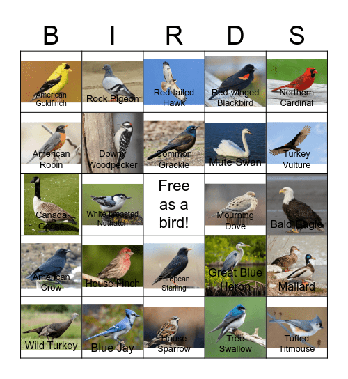 Bird Bingo - MSTP Retreat 2026 Bingo Card
