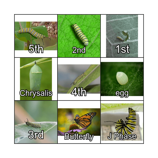 Monarch Bingo Card