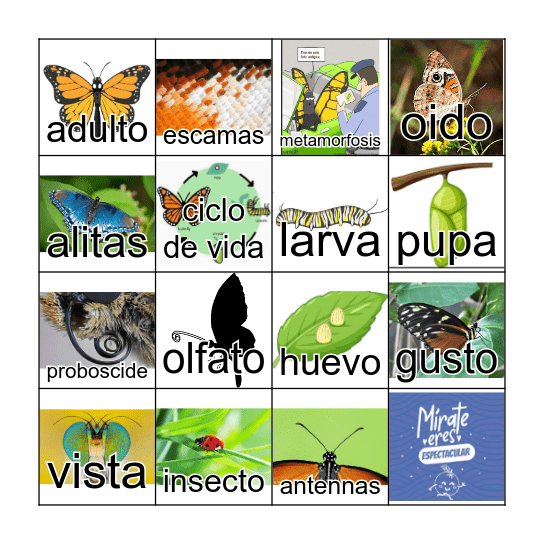 las marisposas maravillosas Bingo Card