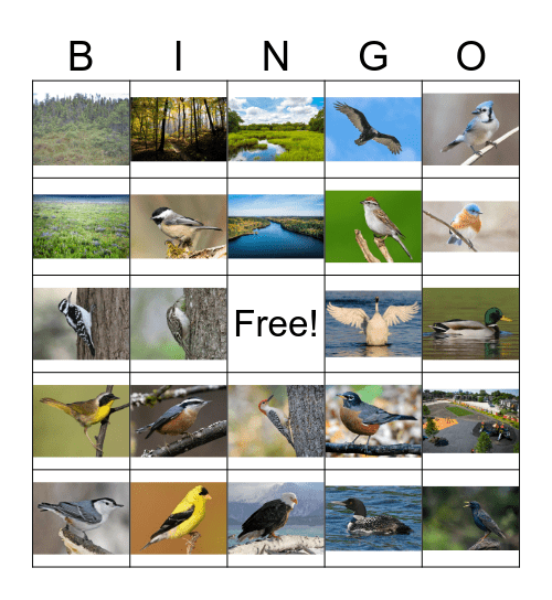 Bird Bingo Card