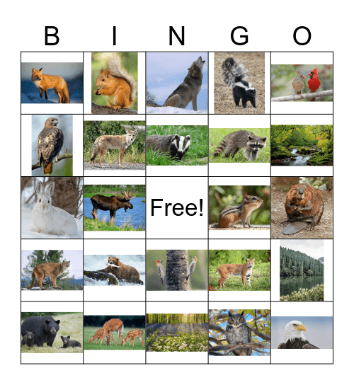 Woodland/Forest Bingo Card