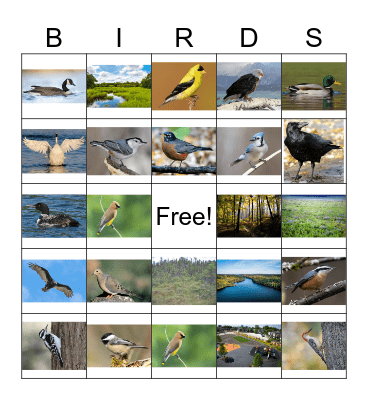 Bird Bingo Card