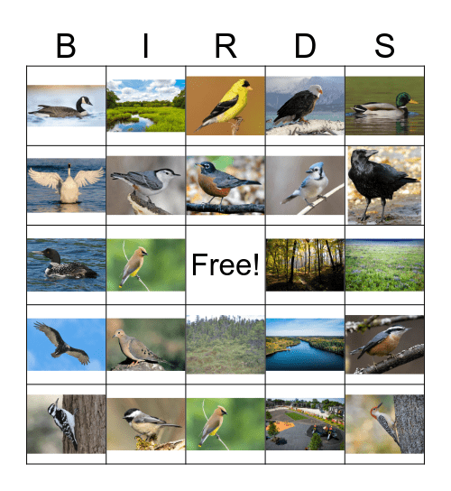 Bird Bingo Card