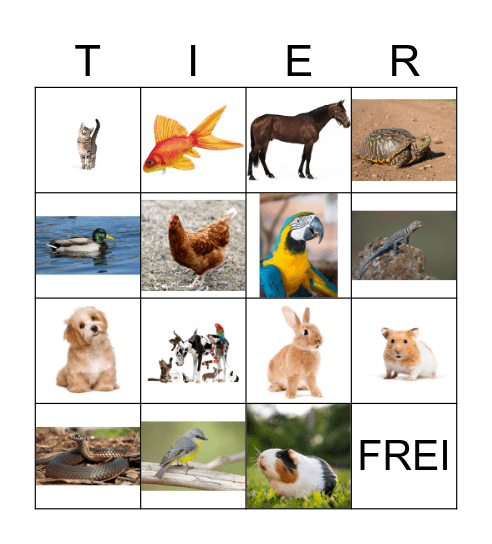HAUSTIERE Bingo Card